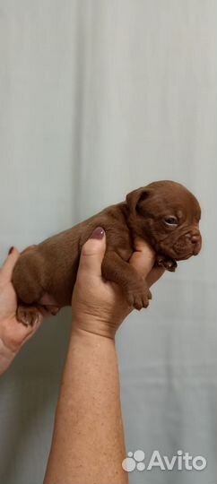 Американский булли