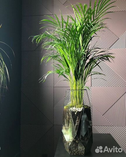 Пальма в горшке, озеленение