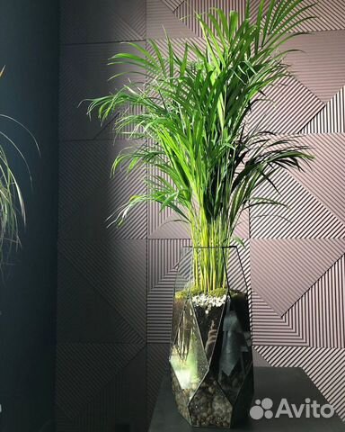 Пальма в горшке, озеленение