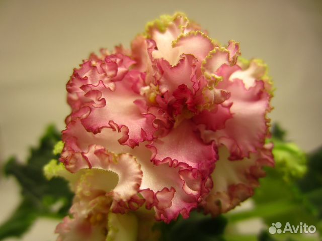 Цветущие розетки, черенки,детки, стартеры фиалок