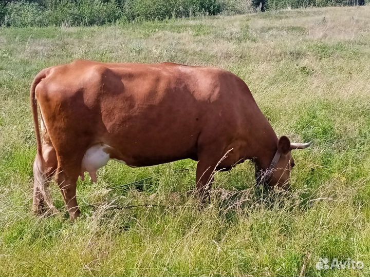 Продается корова