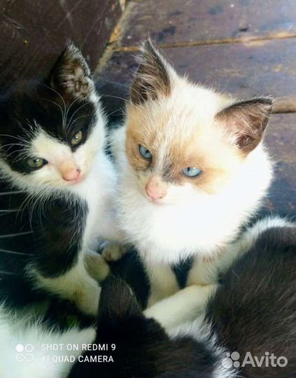 Котята в добрые руки