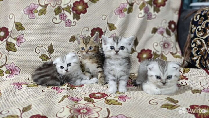 Шотландские котята
