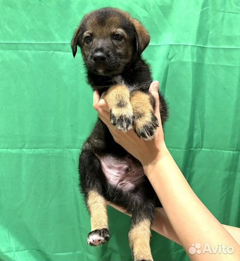 Щенок в добрые руки