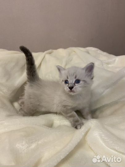 Котенок девочка невская маскарадная