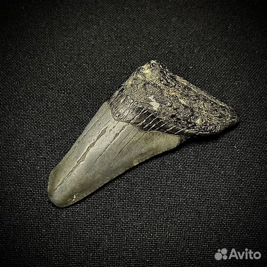 Зуб Мегалодон окаменелость ископаемый акула