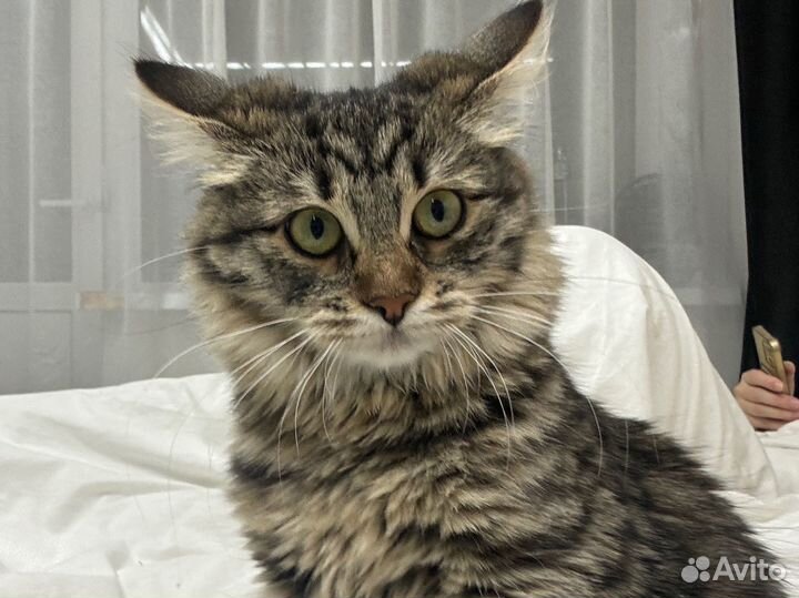 Пристрой кошки