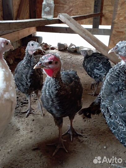 Цыплята индюшата