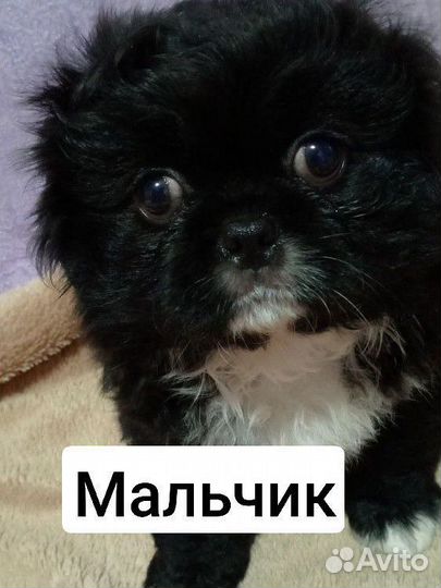 Щенки пекинеса