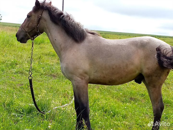 Жеребец на племя