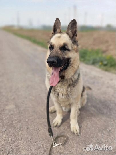 Шанс ищет любящую семью