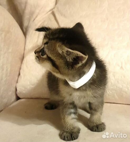 Котята британской золотой шиншиллы