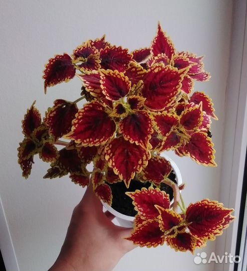 Вегетативный колеус / крапивка