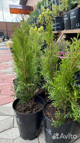 Растения для ландшафта