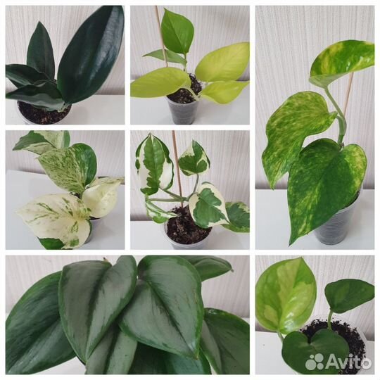 Сциндапсус (Эпипремнум)