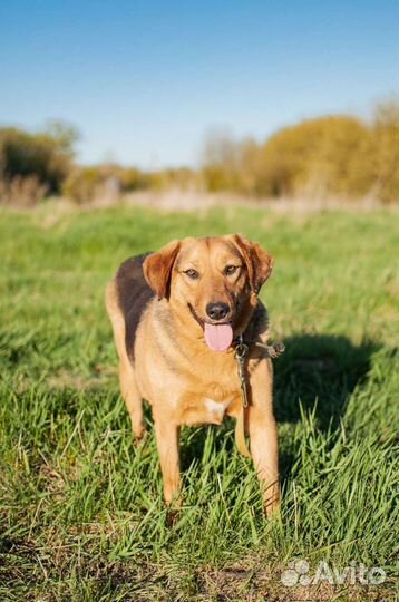 Собака из приюта в добрые руки бесплатно