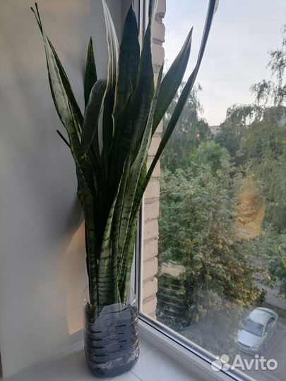 Сансевиерия (Тёщин язык)