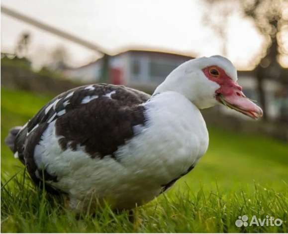 Мускусные индоутки