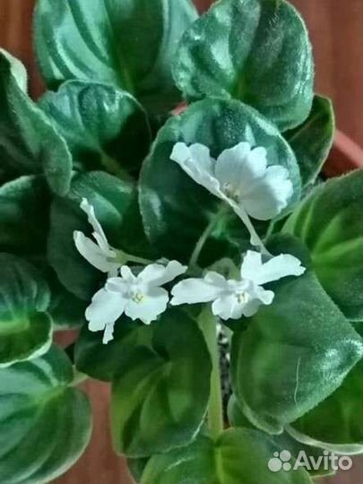 Фиалка оs-джунгарик