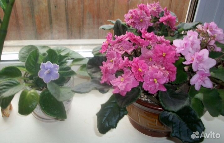 Фиалки, молодые розетки (в пластиковых стаканчиках