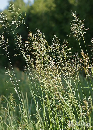 Костер/Кострец Семена