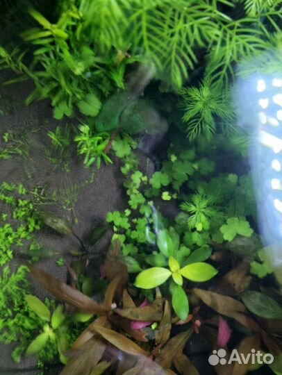 Аквариумные растения