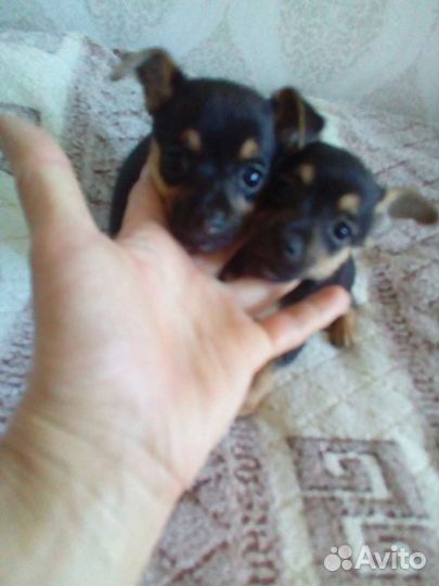 Мини той-терьер щенки