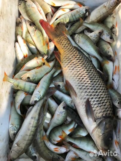 Рыба свежемороженая охлажденая
