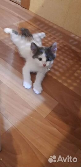 Кошка в дар