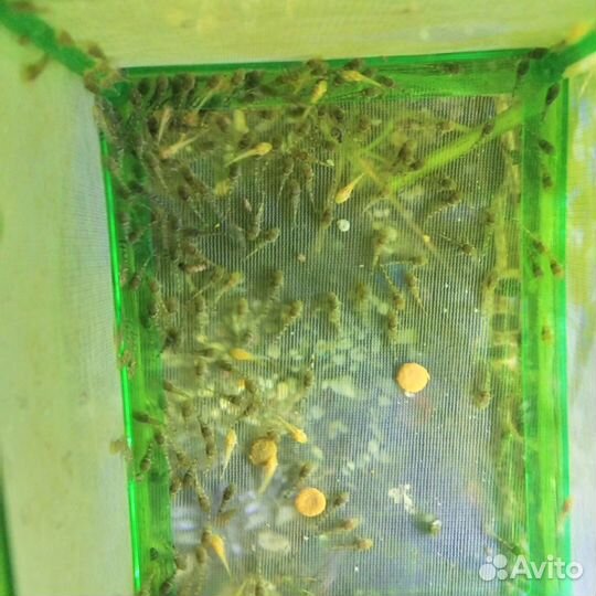 Аквариумные рыбки