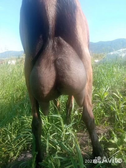 Козы дойные,козлята