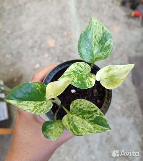 Сциндапсус, эпирепренум, сингониум