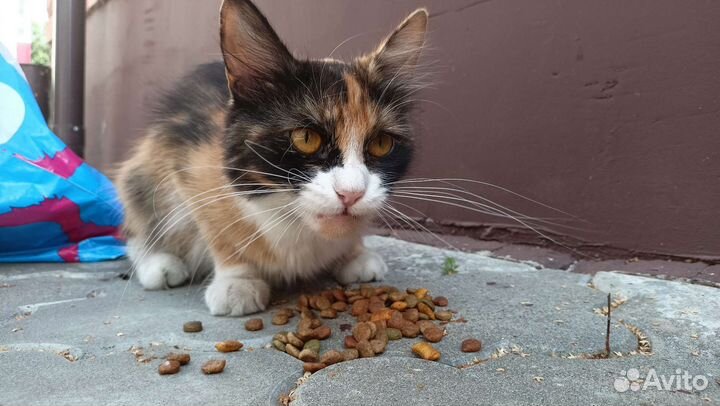 Красавица в добрые ручки