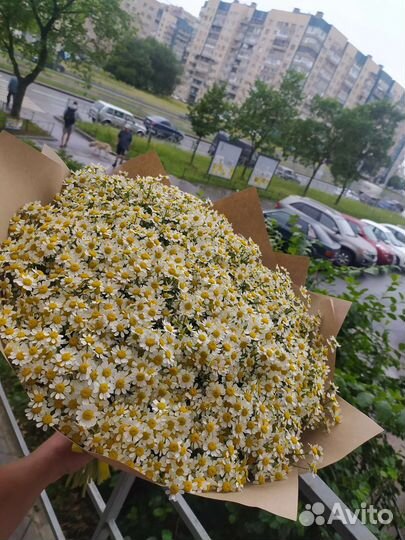 Ромашки, доставка цветов