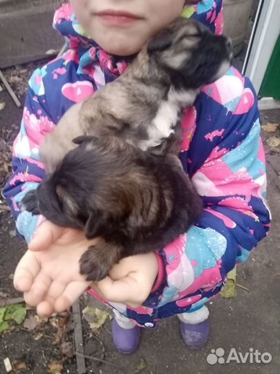 Отдам бесплатно