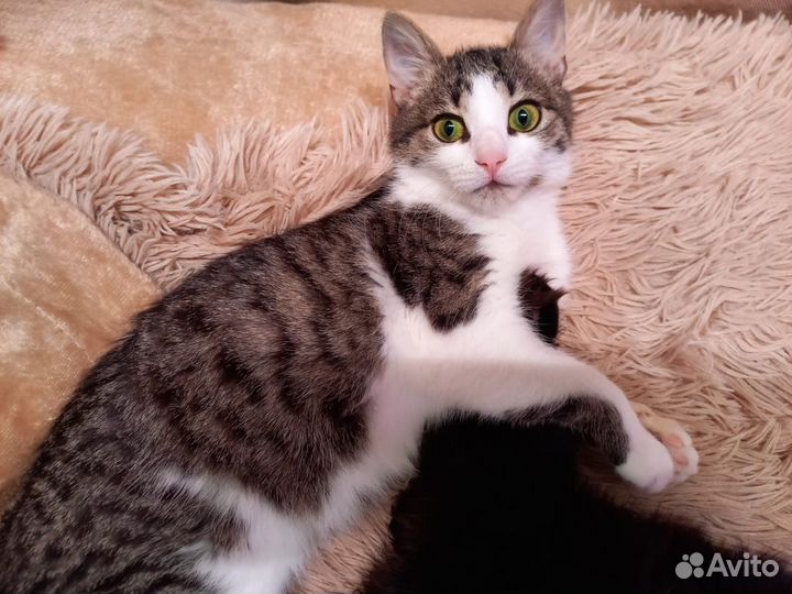 Кошечка в добрые руки