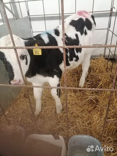 Телята бычки