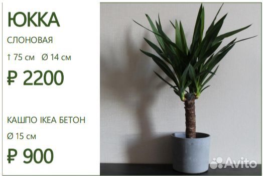 Юкка большая слоновая