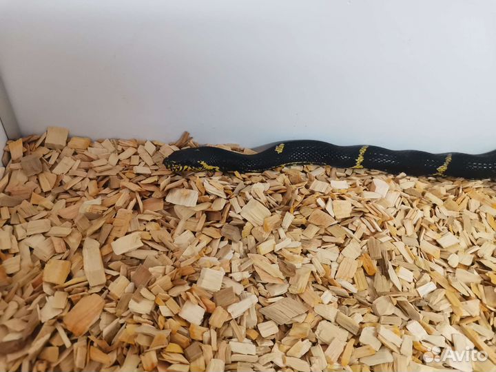 Грунт для рептилий