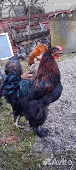 Куры молодки несушки