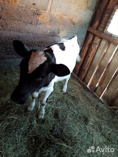 Продам тёлку