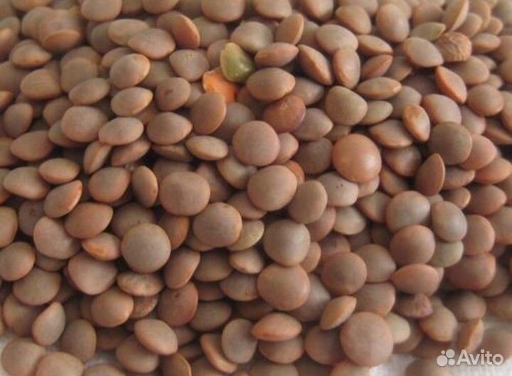 Чечевица красная