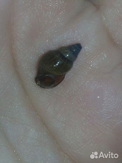 Улитки аквариумные бесплатно