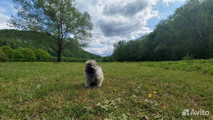 Щенки Вольфшпица