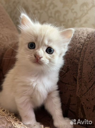 Котенок в добрые руки