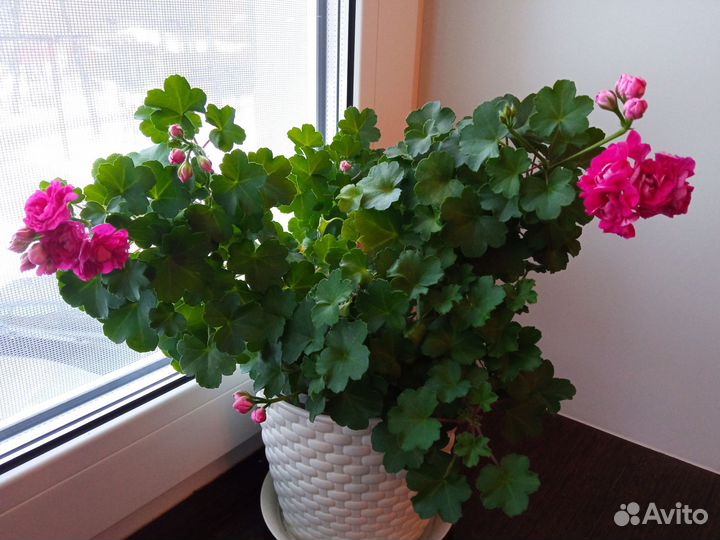 Пеларгония герань