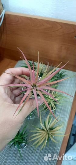 Тилландсия атмосферная