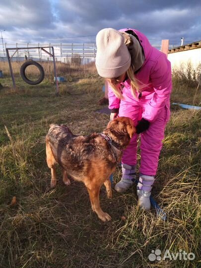 Собака ищет дом