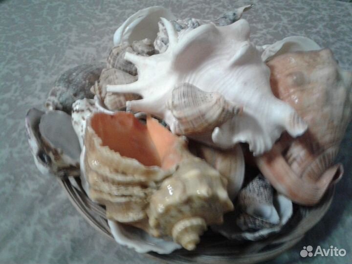 Коллекция морских ракушек