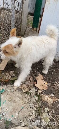 Маленькая собачка